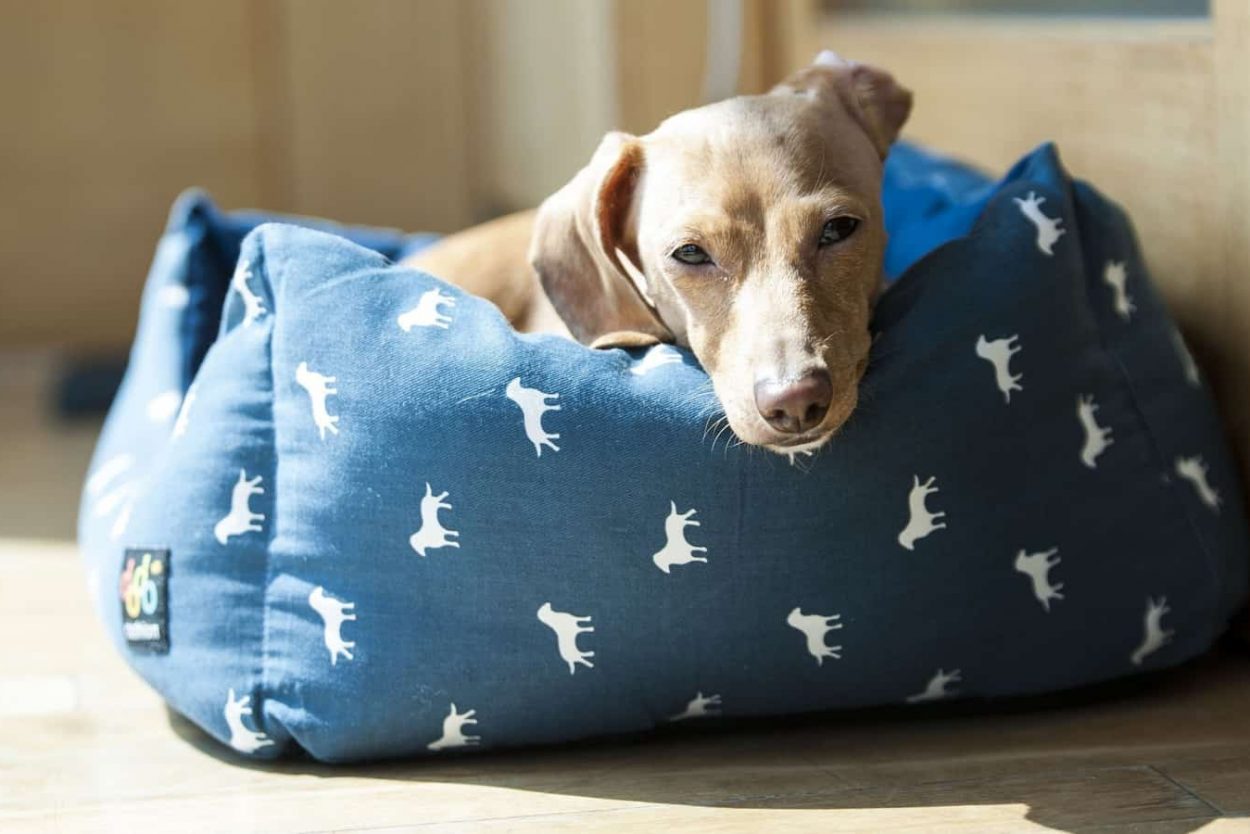 5 Best Indestructible (And Comfy) Dog Beds For Heavy Chewers